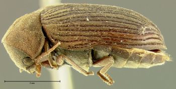 Media type: image;   Entomology 24663 Aspect: habitus lateral view